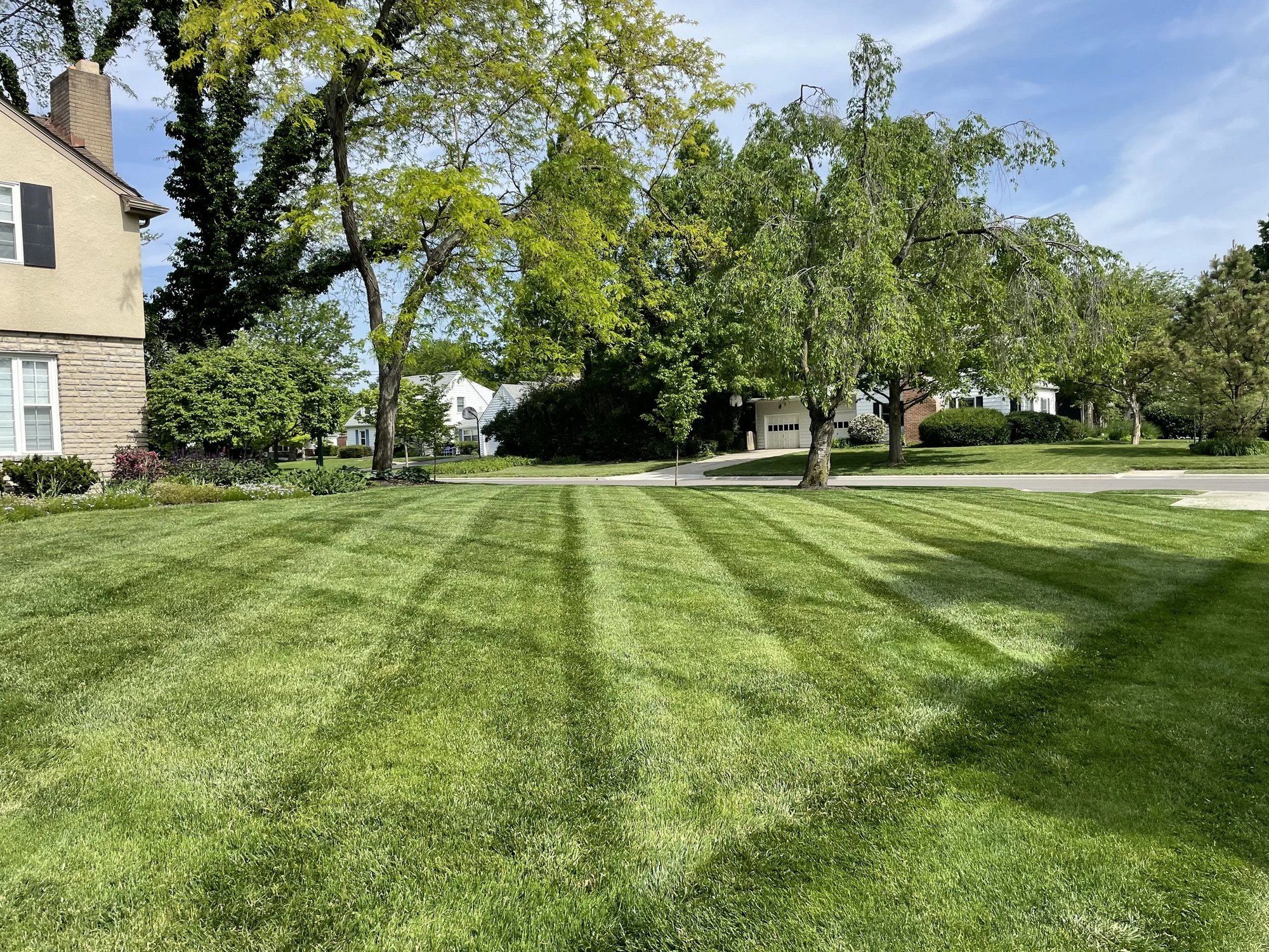 A freshly mowed Sacramento front lawn with straight mowing stripes, shade trees, and a quiet residential street